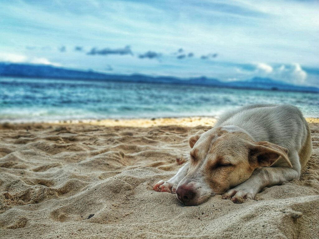 Piesek na plaży
